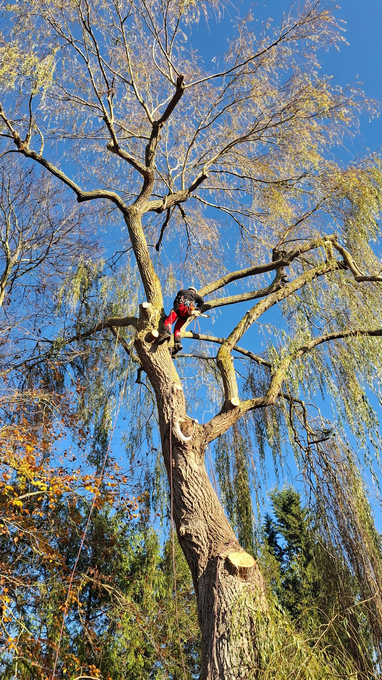 Un grimpeur d'arbres harnaché escalade un grand arbre à l'aide d'une corde orange, sur fond de ciel bleu.