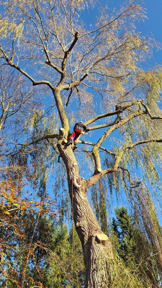 Un grimpeur d'arbres harnaché escalade un grand arbre à l'aide d'une corde orange, sur fond de ciel bleu.