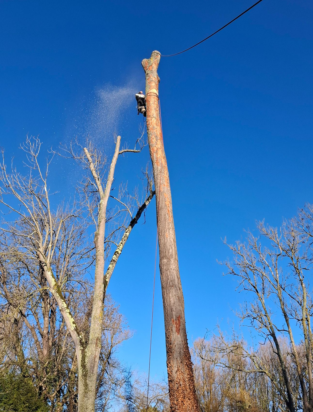 Souche dans une clairière, avec de nombreux grands arbres en arrière-plan. Feuillage vert et bois brun.