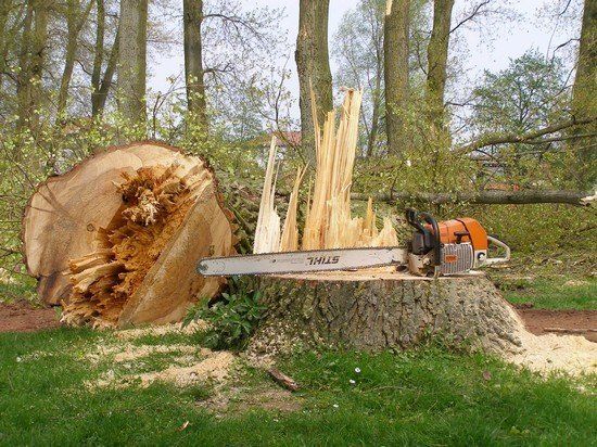Une tronçonneuse repose sur une souche d'arbre à côté d'un gros tronc d'arbre coupé, dans un parc.