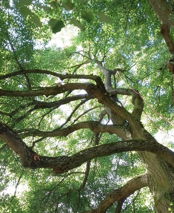 Vue en contre-plongée d'un arbre, ses branches s'élevant vers le ciel avec des feuilles vertes se détachant sur un ciel lumineux.
