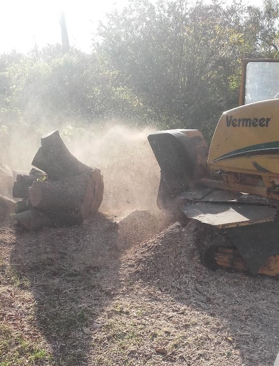 Une broyeuse de souches Vermeer jaune pulvérise une grosse souche d'arbre, créant de la poussière et des copeaux de bois.