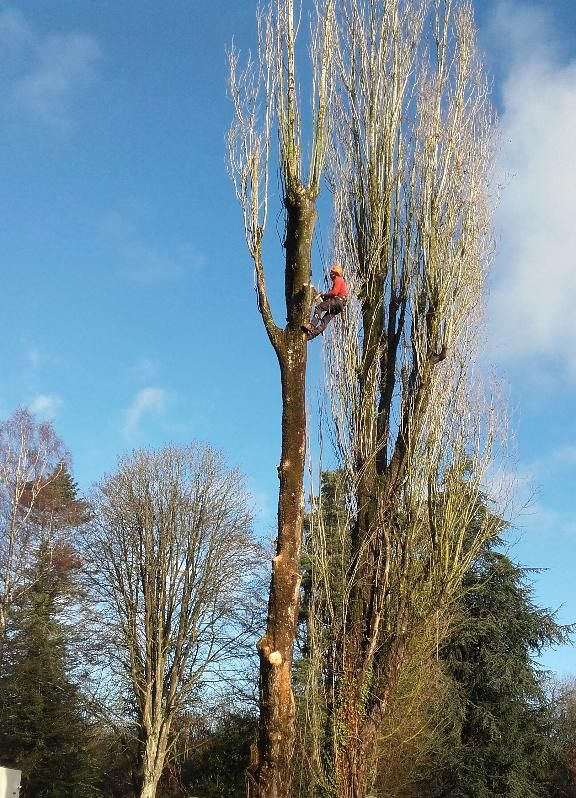 Un arboriste en tenue orange coupe un grand arbre sur fond de ciel bleu.
