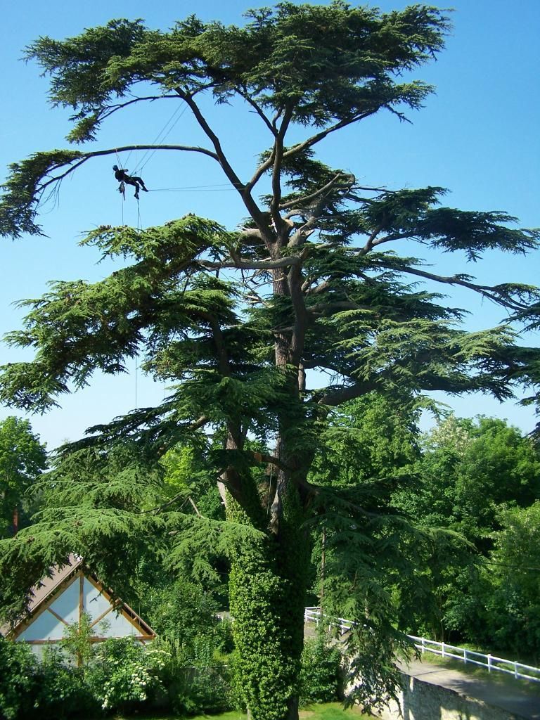 Un arboriste est perché dans un grand arbre vert, une corde à la main. Ciel bleu en arrière-plan, bâtiment et pont visibles.