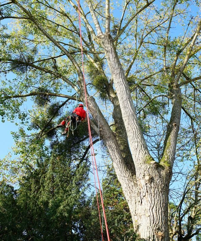 Un arboriste en chemise rouge taille un grand arbre avec des cordes, sur fond de ciel bleu.