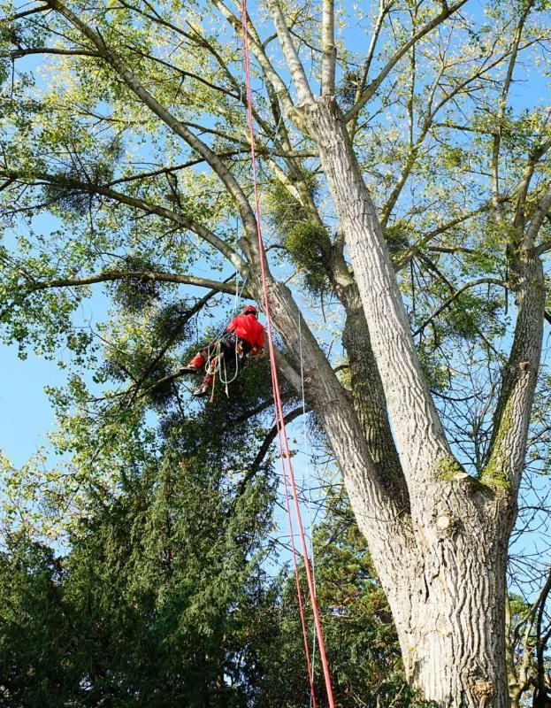 Un arboriste, vêtu d'une veste rouge et d'équipements de sécurité, se trouve dans un arbre. De longues cordes sont tendues depuis l'arbre.