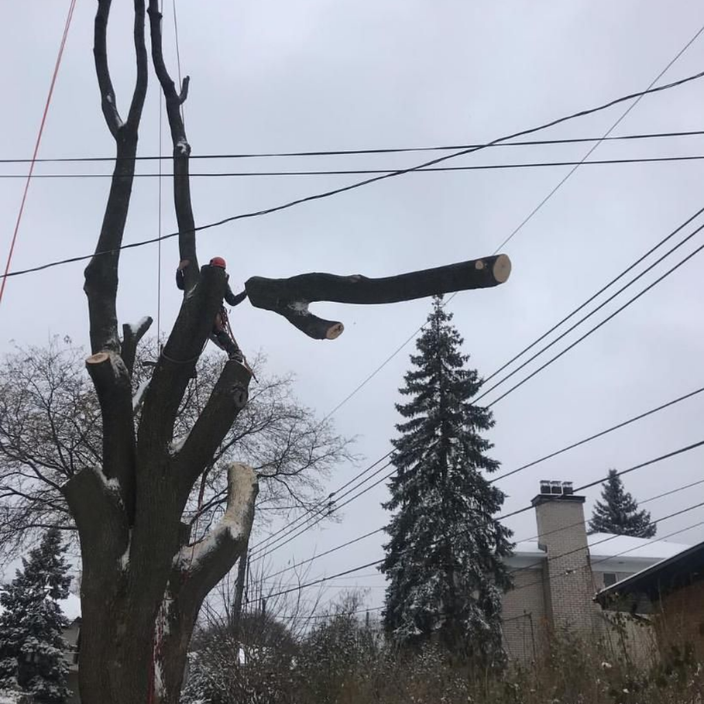 Arbre en cours d'élagage près des lignes électriques ; branche suspendue, scène hivernale enneigée.