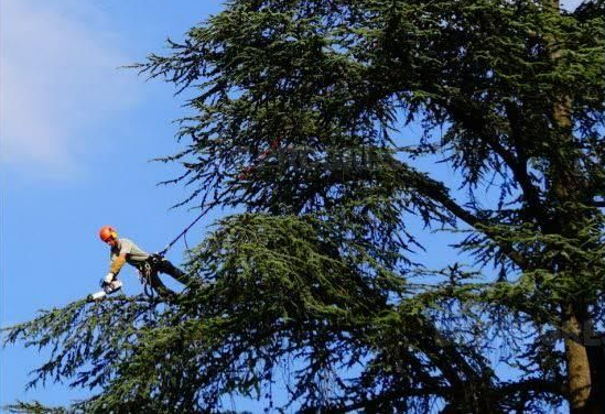 Arboriste dans un grand arbre, utilisant une tronçonneuse. Ciel bleu en arrière-plan.