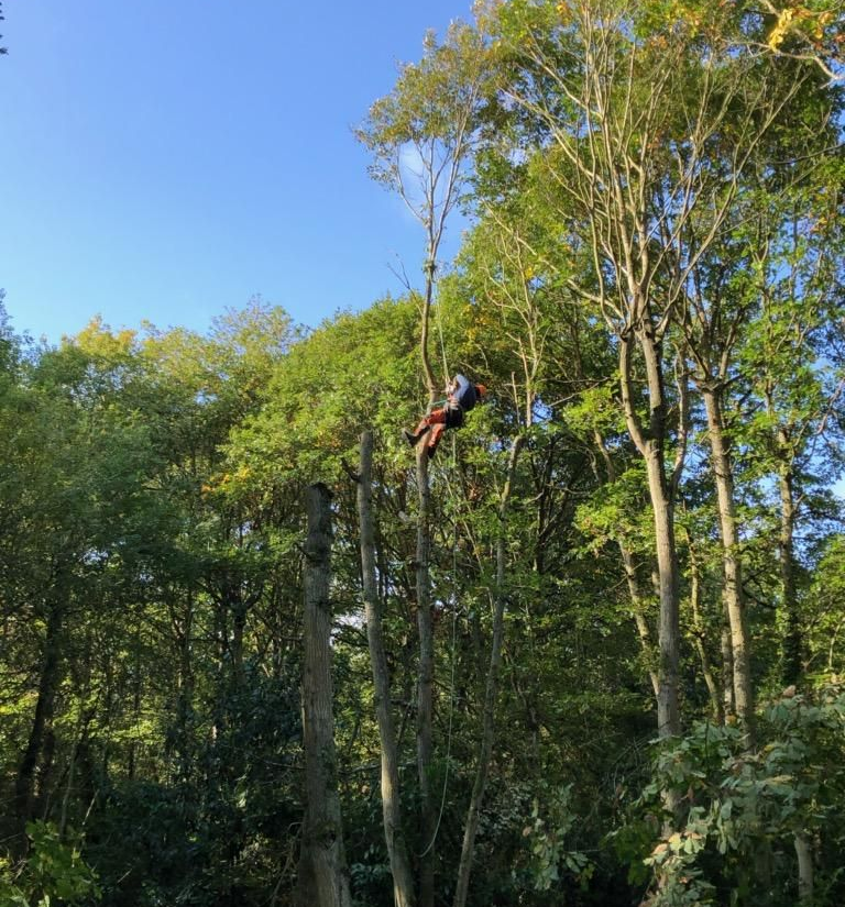 Une personne perchée dans un arbre, travaillant avec une scie. Forêt verdoyante en arrière-plan, ciel bleu.