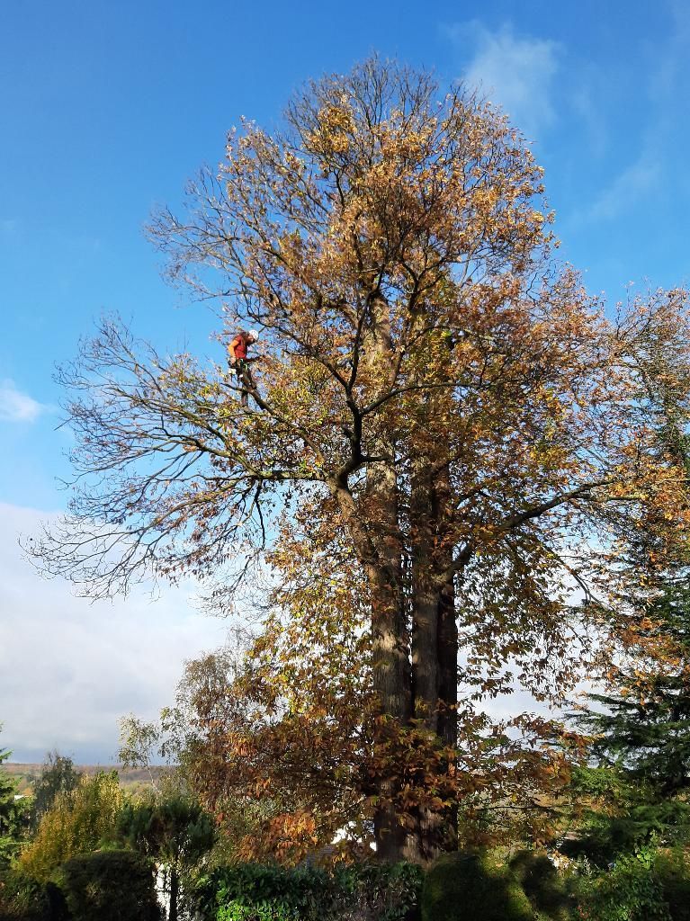 Grand arbre aux feuilles brunes et dorées se détachant sur un ciel bleu.
