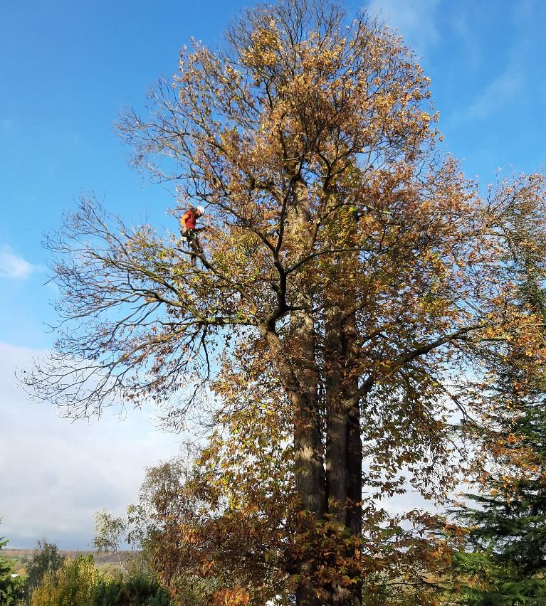 Personne vêtue d'orange travaillant sur des branches d'arbre aux feuilles brunes, sur fond de ciel bleu.