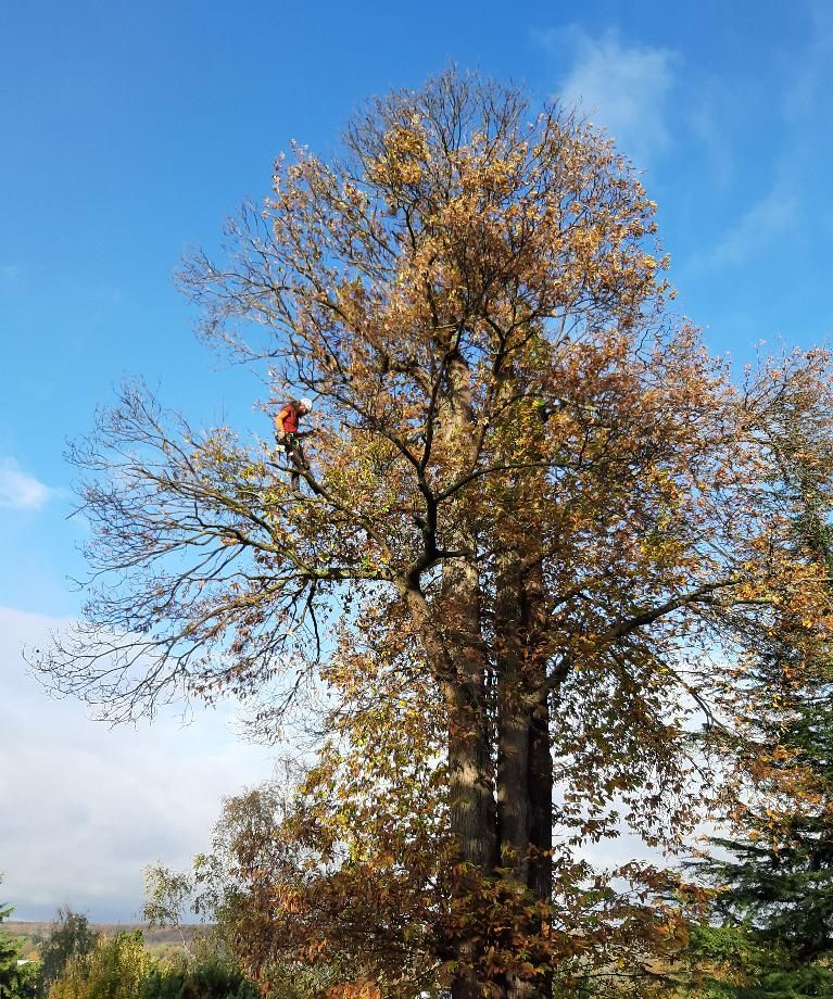Un arbre avec un arboriste perché tout en haut de ses branches, ciel bleu en arrière-plan.