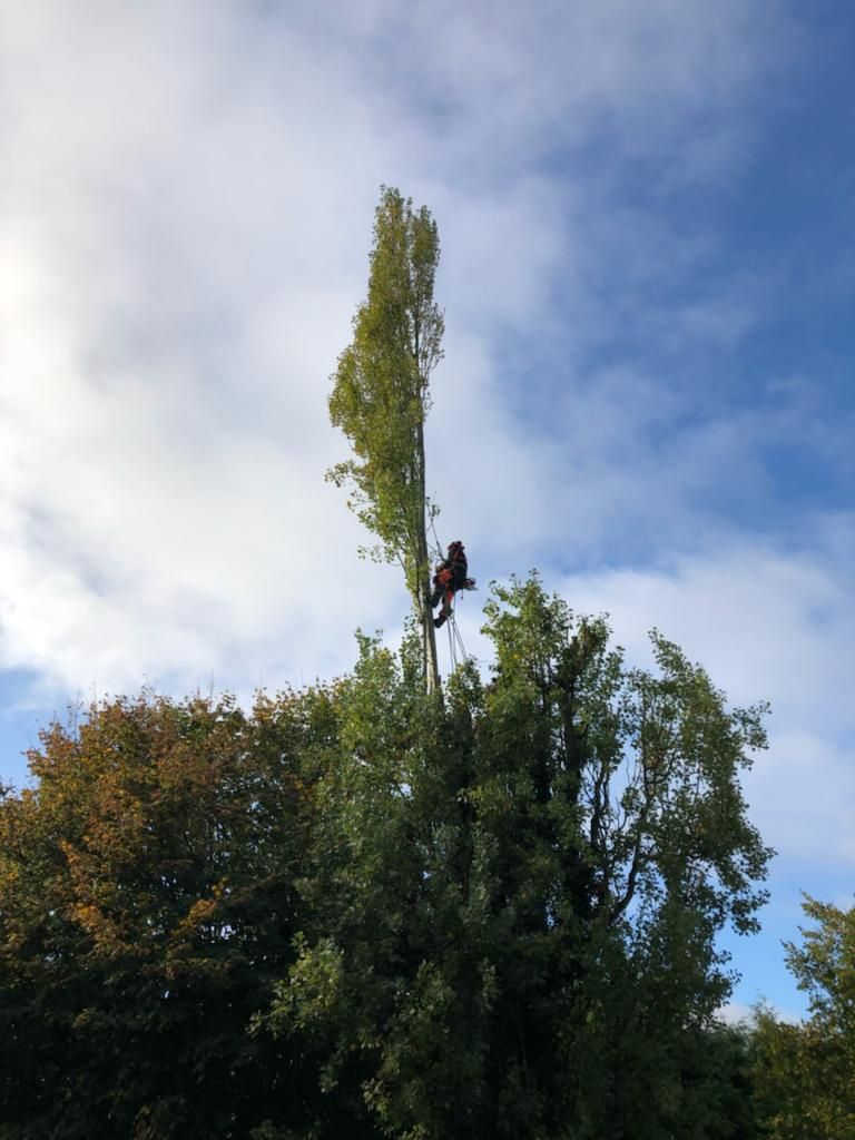 Arboriste en tenue de sécurité au sommet d'un grand arbre, ciel bleu en arrière-plan.