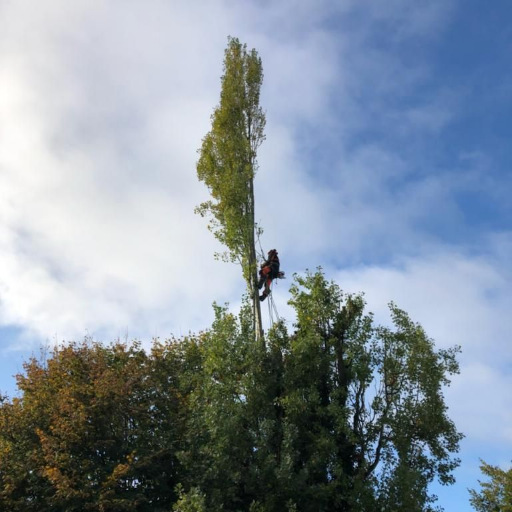Un arboriste taille un grand arbre sur fond de ciel bleu.