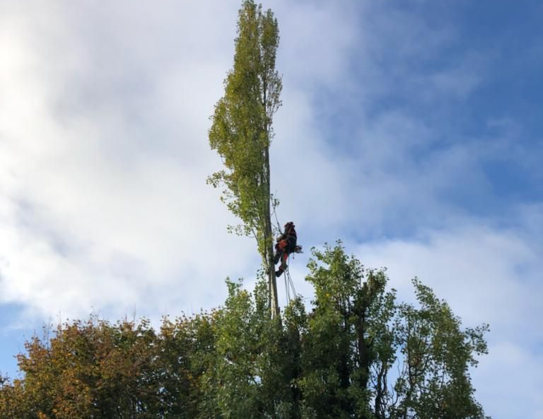 Un arboriste, perché dans un grand arbre, taille des branches sur fond de ciel bleu nuageux.