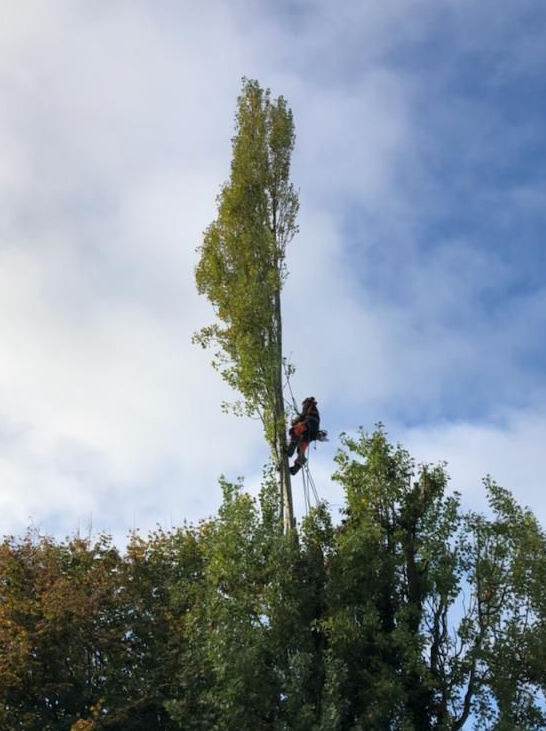 Arboriste perché en haut d'un grand arbre, taillant des branches sous un ciel partiellement nuageux.
