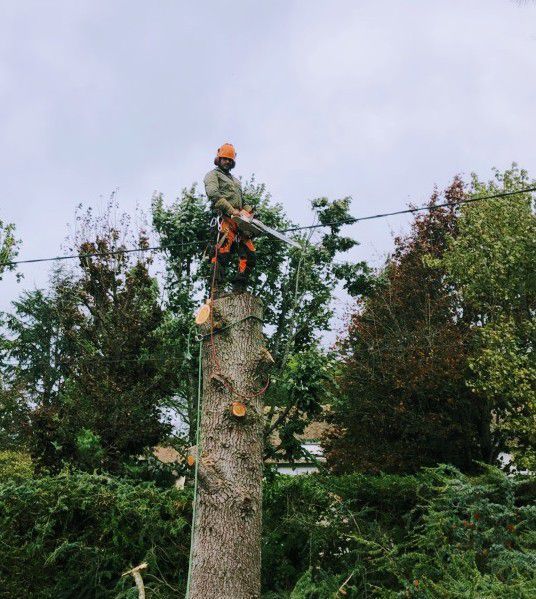 Arboriste en tenue de sécurité, au sommet d'un tronc d'arbre, utilisant une tronçonneuse. Journée nuageuse.