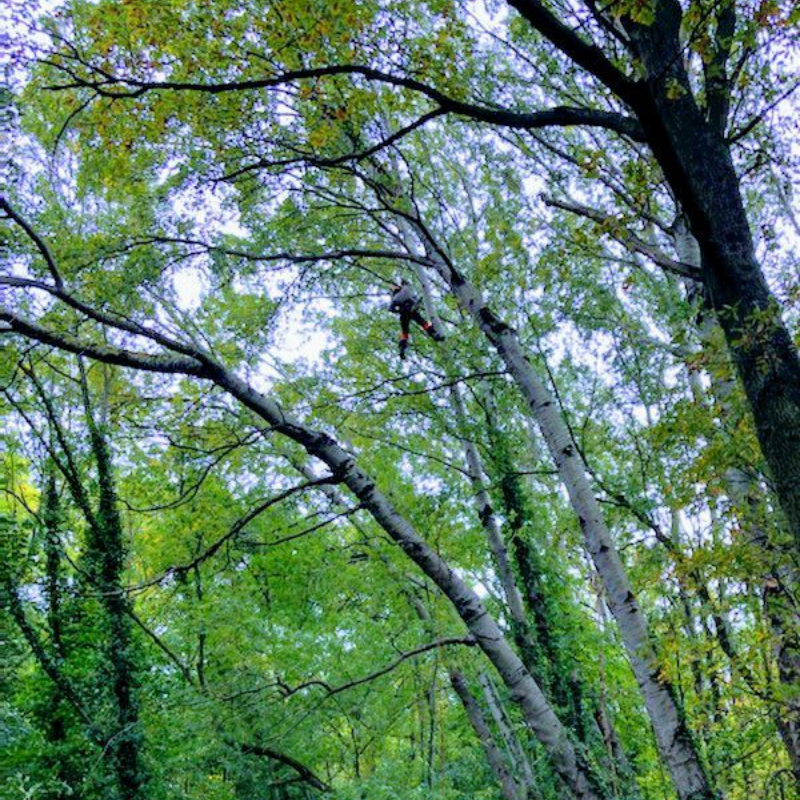 Personne grimpant à un grand arbre aux feuilles vertes, vue d'en bas.