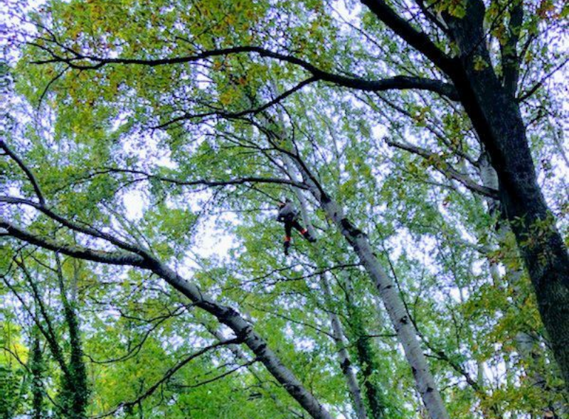 Personne grimpant à un arbre, vue d'en bas à travers les feuilles et les branches vertes.