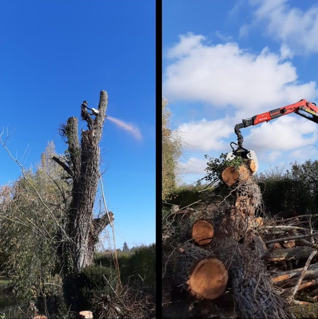 Arbre abattu ; arboriste avec tronçonneuse à gauche, grue soulevant une section à droite, ciel bleu dégagé.