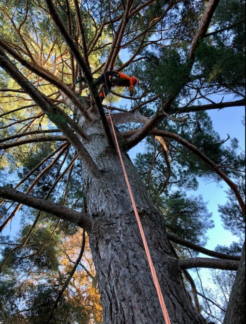 Un élagueur harnaché utilise une tronçonneuse, travaillant sur le tronc d'un grand arbre à l'aide d'une corde tendue vers le bas.