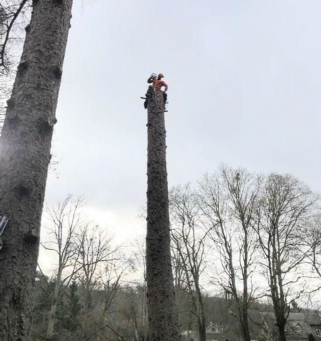 Arboriste sur le tronc d'un grand arbre, prêt à l'abattre. Ciel couvert, arbres en arrière-plan.