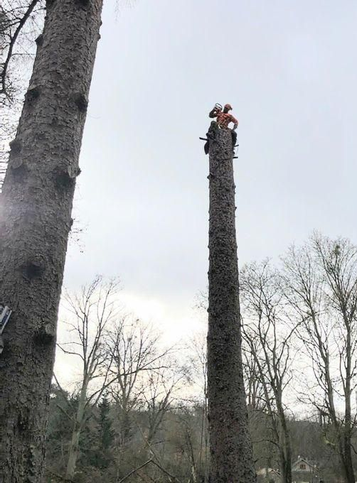 Arboriste au sommet d'un grand arbre, coupant des branches. Ciel nuageux, autres arbres en arrière-plan.