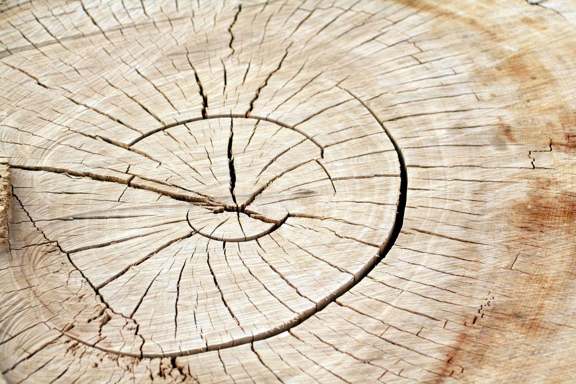 Coupe transversale d'un tronc d'arbre, brun clair avec des cernes annuels et des fissures visibles.