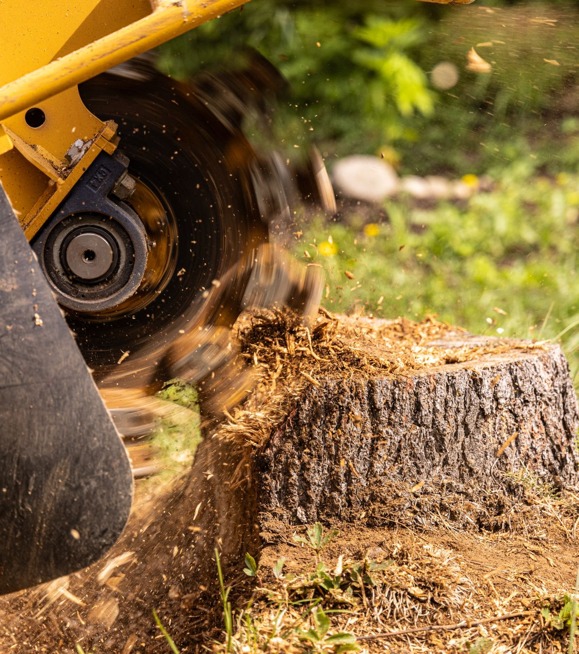 Une souche d'arbre est broyée par une dessoucheuse, créant des copeaux de bois dans une zone herbeuse.