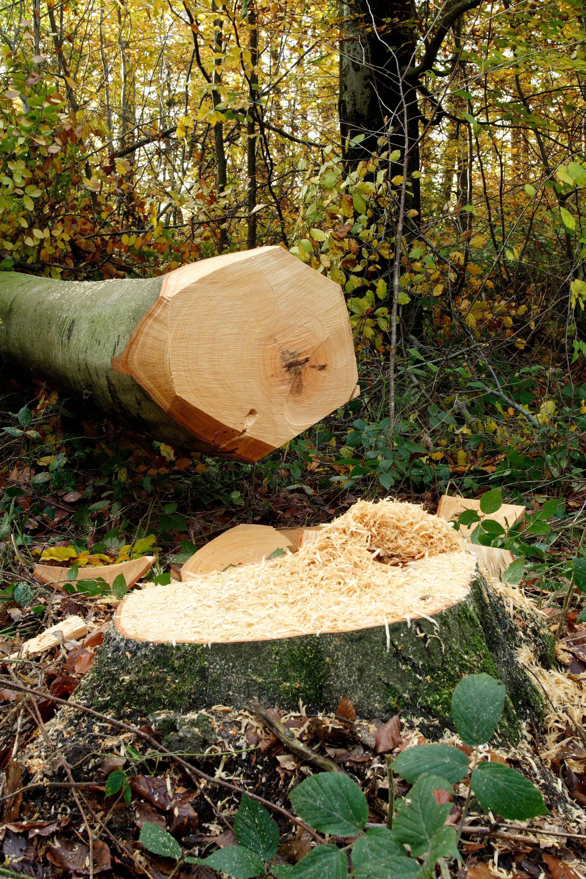 Arbre abattu avec une bûche coupée et de la sciure sur une souche dans une forêt.