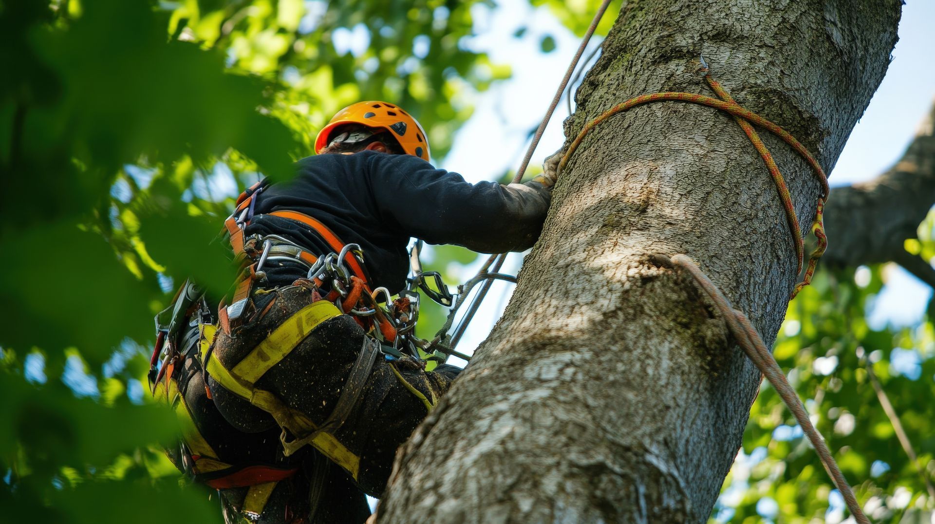 Vers la rubrique entretien des arbres Magnanville