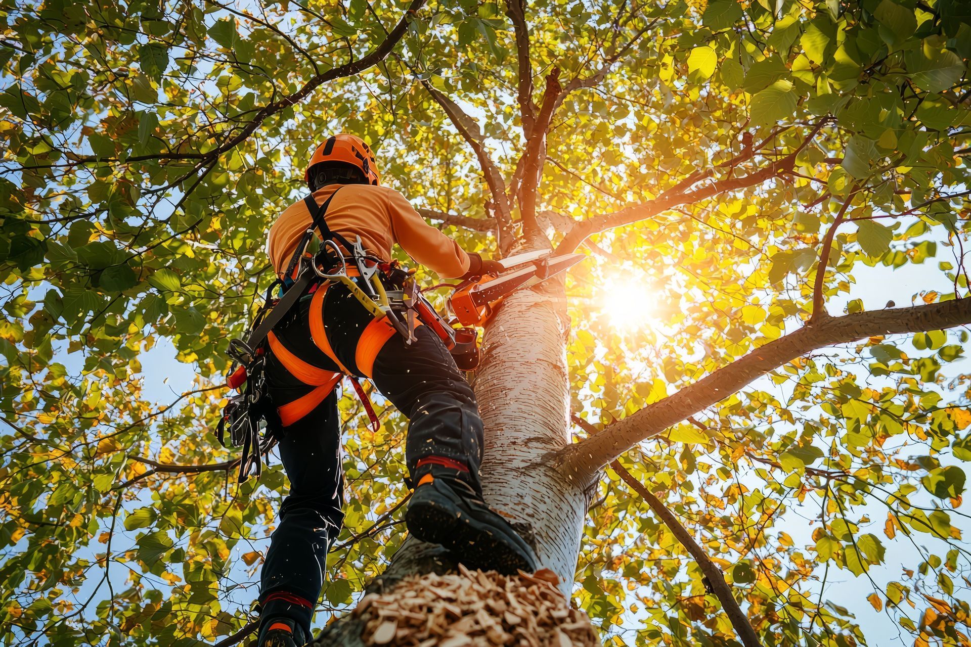 Vers la rubrique entretien des arbres Montfort-l'Amaury
