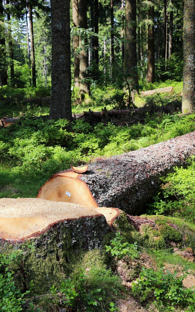 Tronc d'arbre tombé en forêt, coupé aux deux extrémités. Entouré de verdure et de grands arbres.