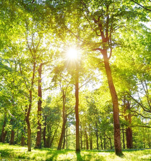 La lumière du soleil filtre à travers les arbres verdoyants d'une forêt.