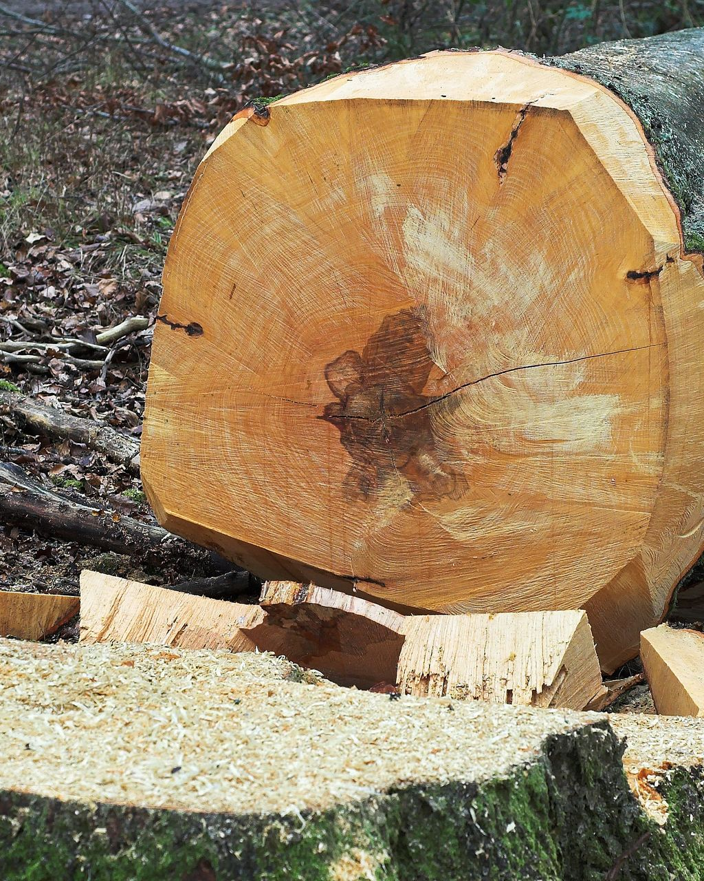 Coupe transversale d'un tronc d'arbre fraîchement coupé, montrant les cernes de croissance et les copeaux de bois.