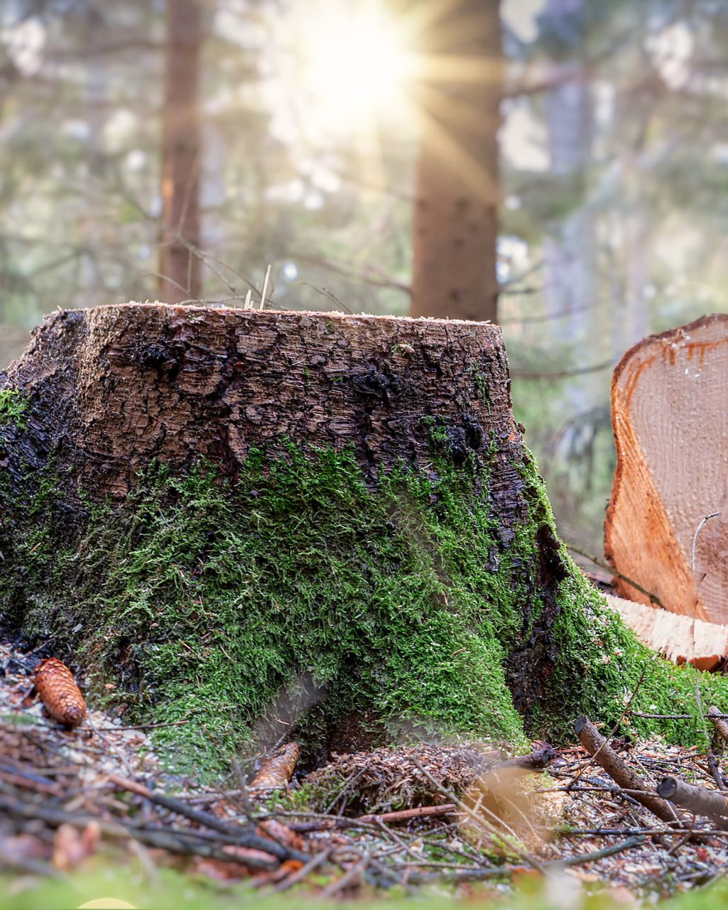 Souche recouverte de mousse dans une forêt, la lumière du soleil filtrant à travers les arbres.