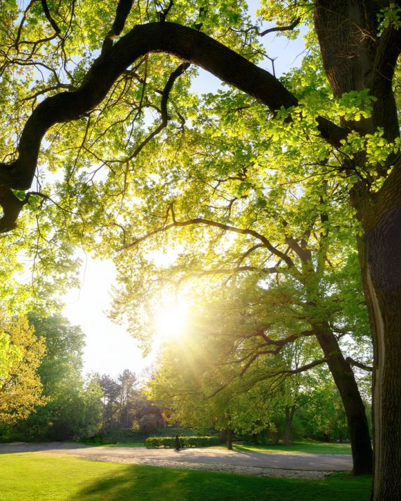 La lumière vive du soleil filtre à travers les feuilles vertes des arbres dans un parc.