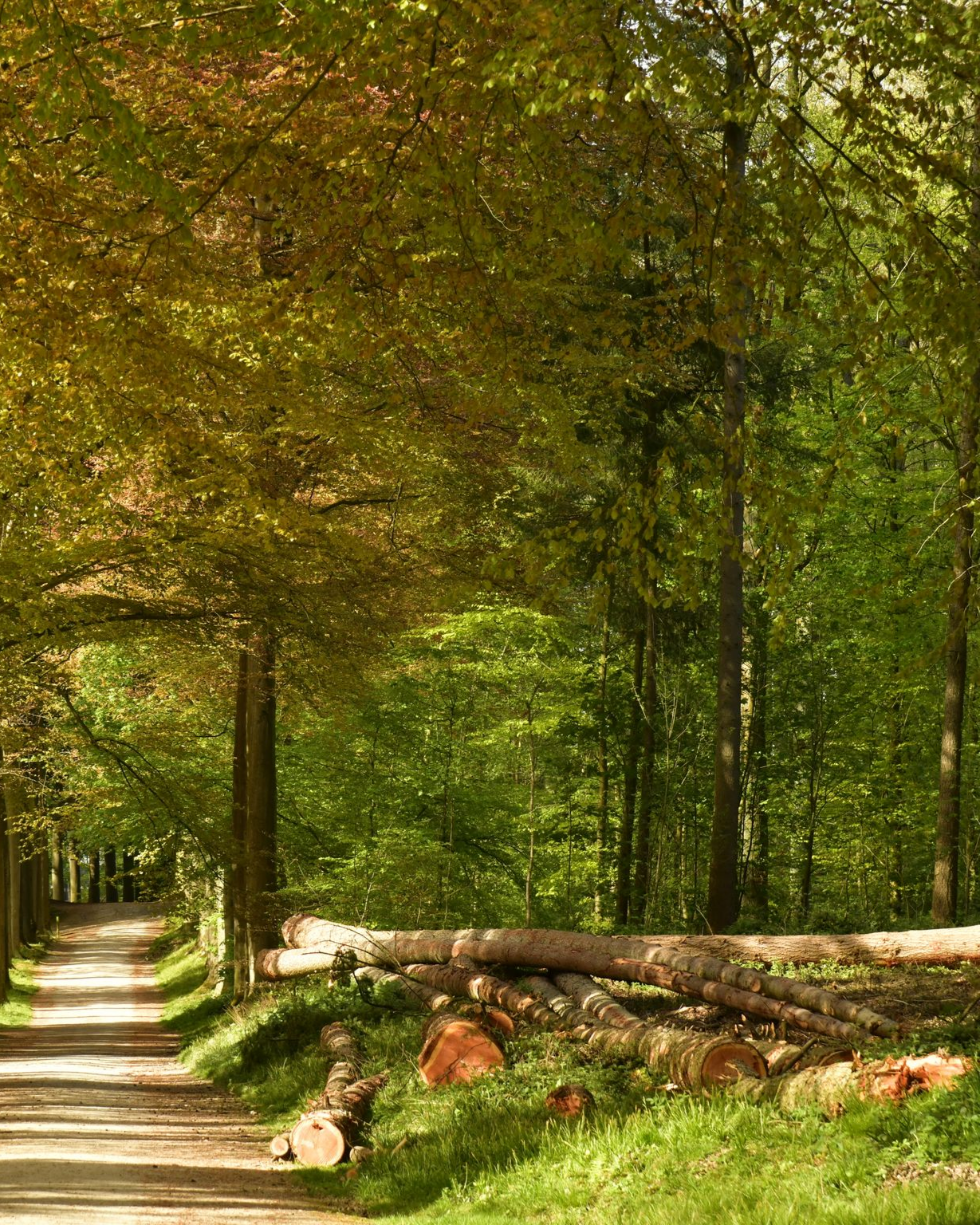 Chemin traversant une forêt, bordé d'arbres. Des bûches sont empilées sur le côté droit.