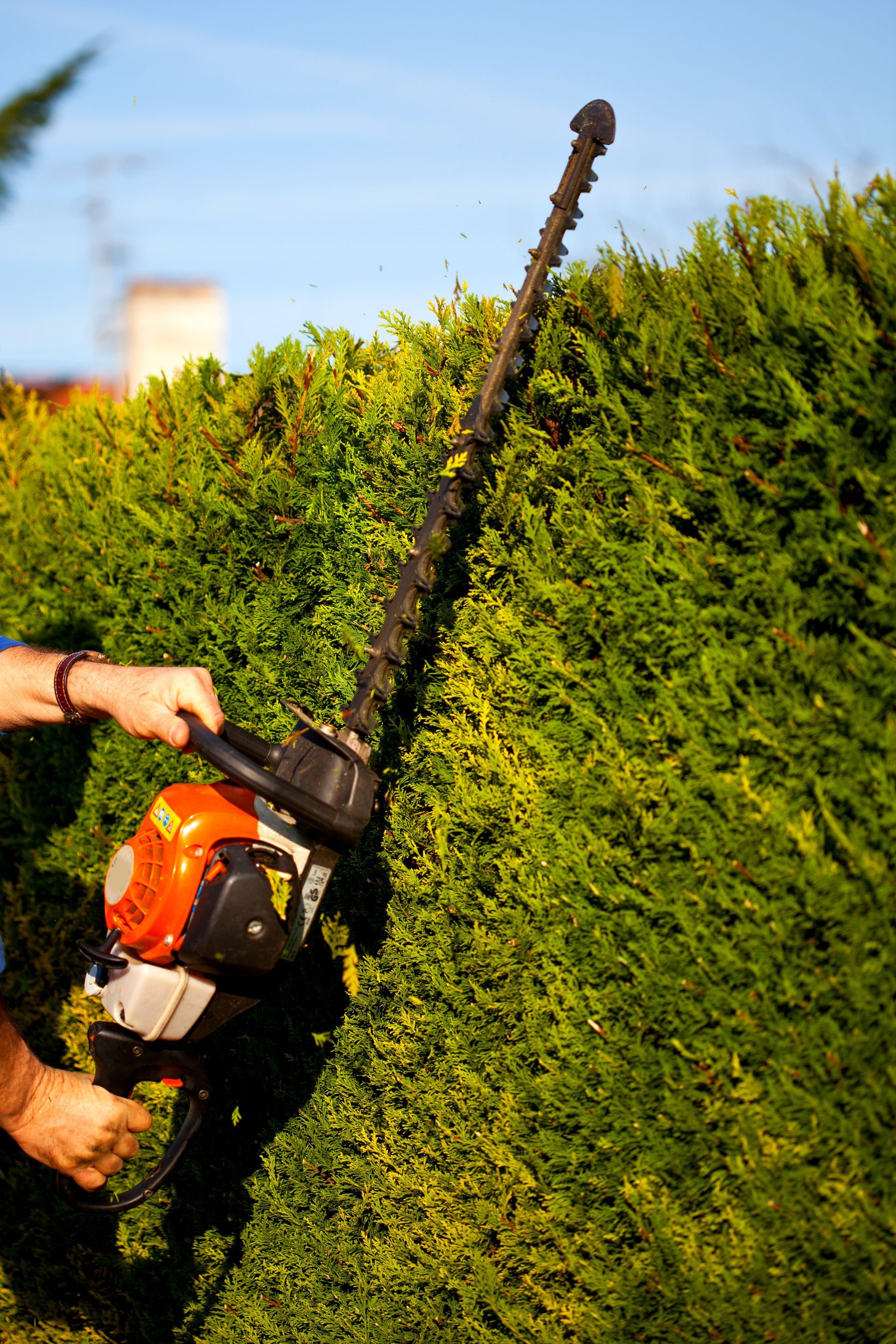 Une personne utilise un taille-haie pour tailler une haie verte par une journée ensoleillée.