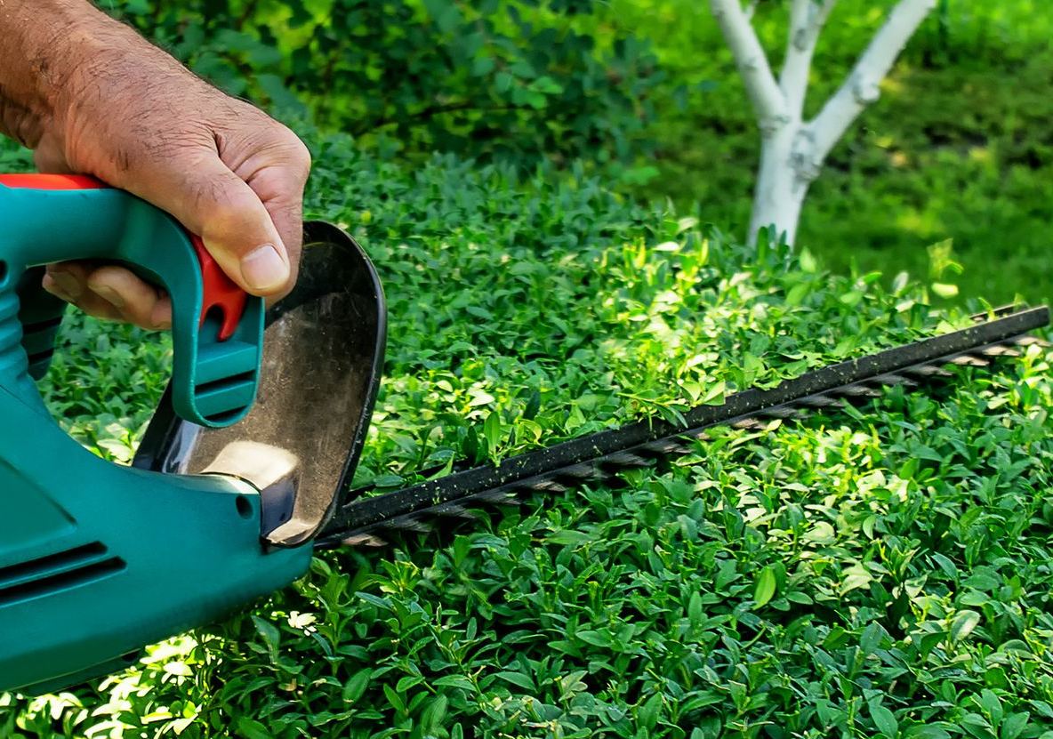 La main d'une personne utilisant un taille-haie vert pour couper un buisson dense et vert dans un jardin.