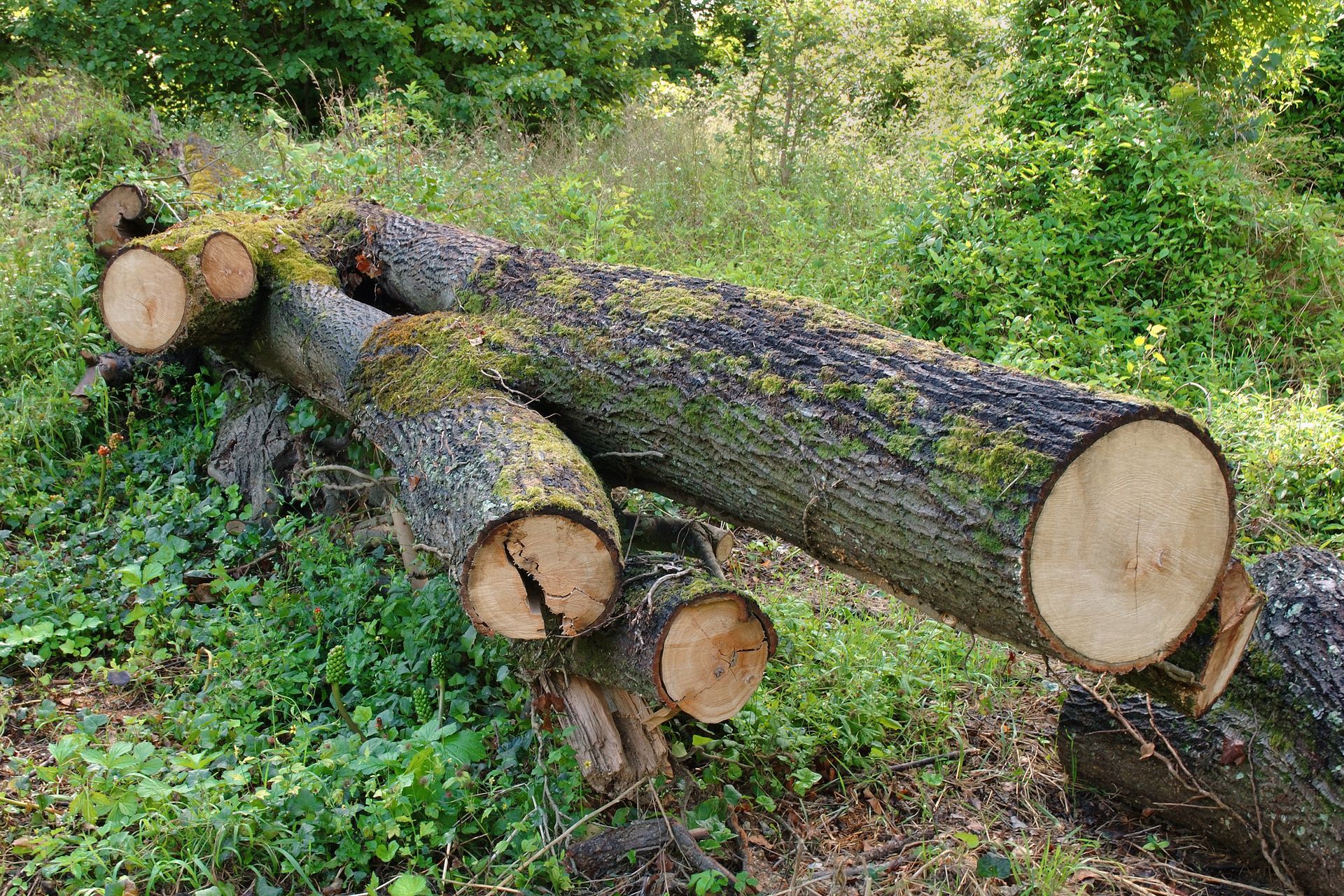 Tronc d'arbre tombé, branches coupées, sur un sol vert, entouré d'herbe et de feuillage.