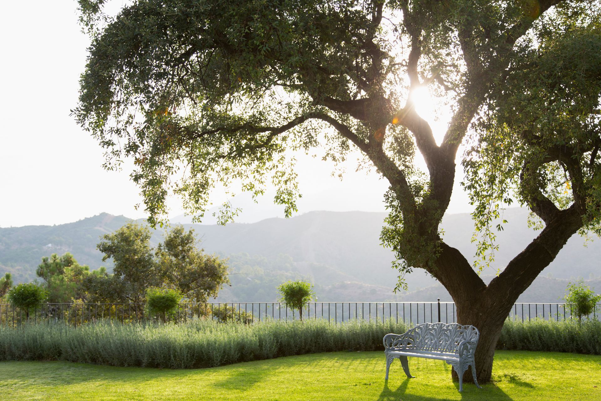 Pelouse verdoyante luxuriante avec un grand arbre ombrageant un banc ; soleil filtrant à travers les branches, collines ondulantes en arrière-plan.
