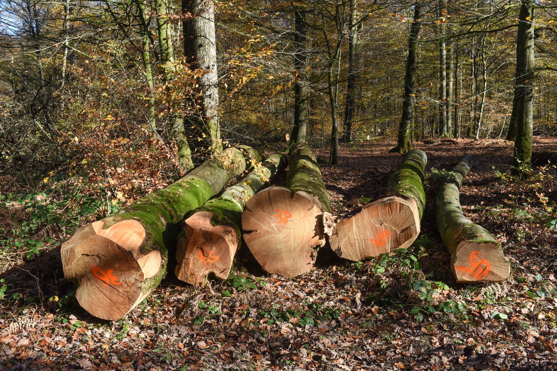 Des troncs marqués d'orange gisent sur le sol recouvert de feuilles d'automne.
