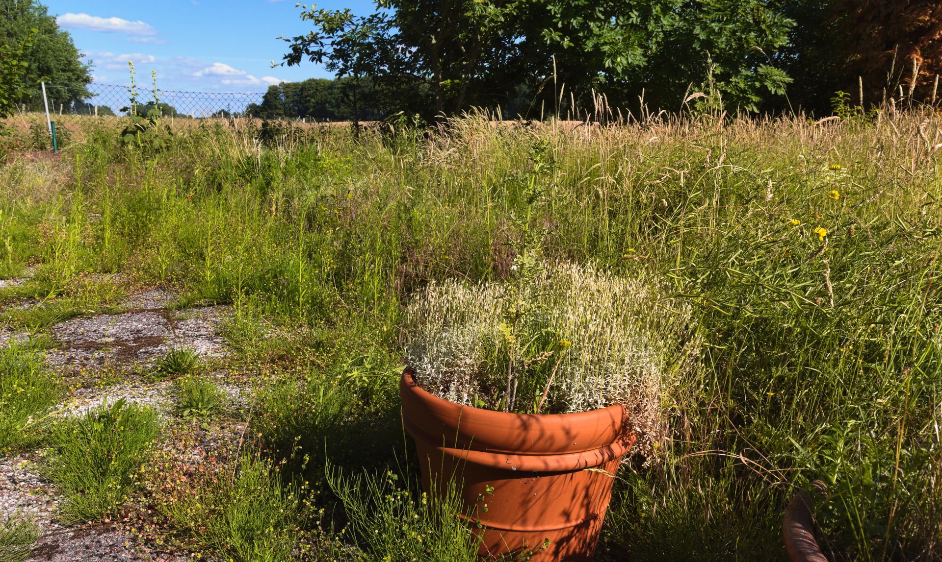 Un grand pot en terre cuite contenant des plantes se trouve dans un champ de hautes herbes et de fleurs sauvages, sous un ciel bleu.