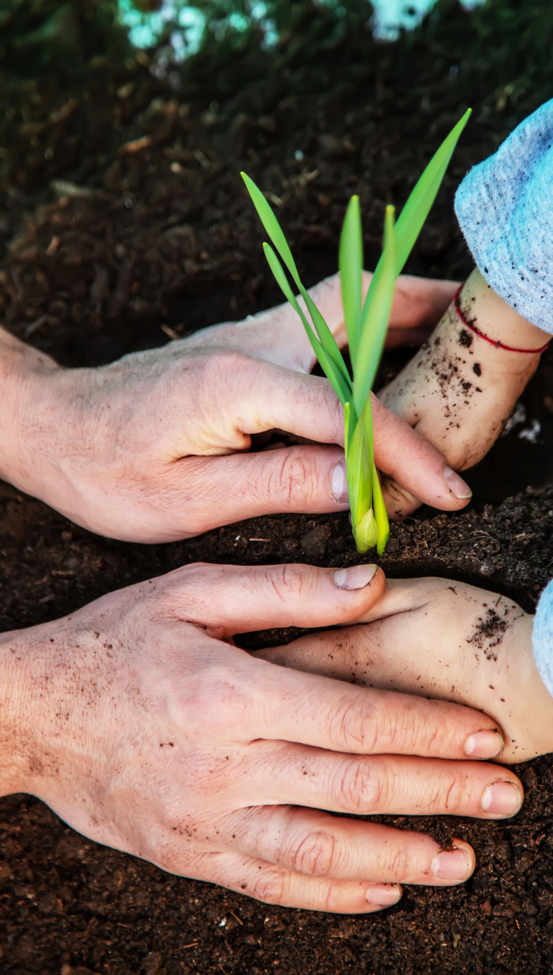Les mains d'un adulte et d'un enfant plantant un jeune plant dans une terre sombre.