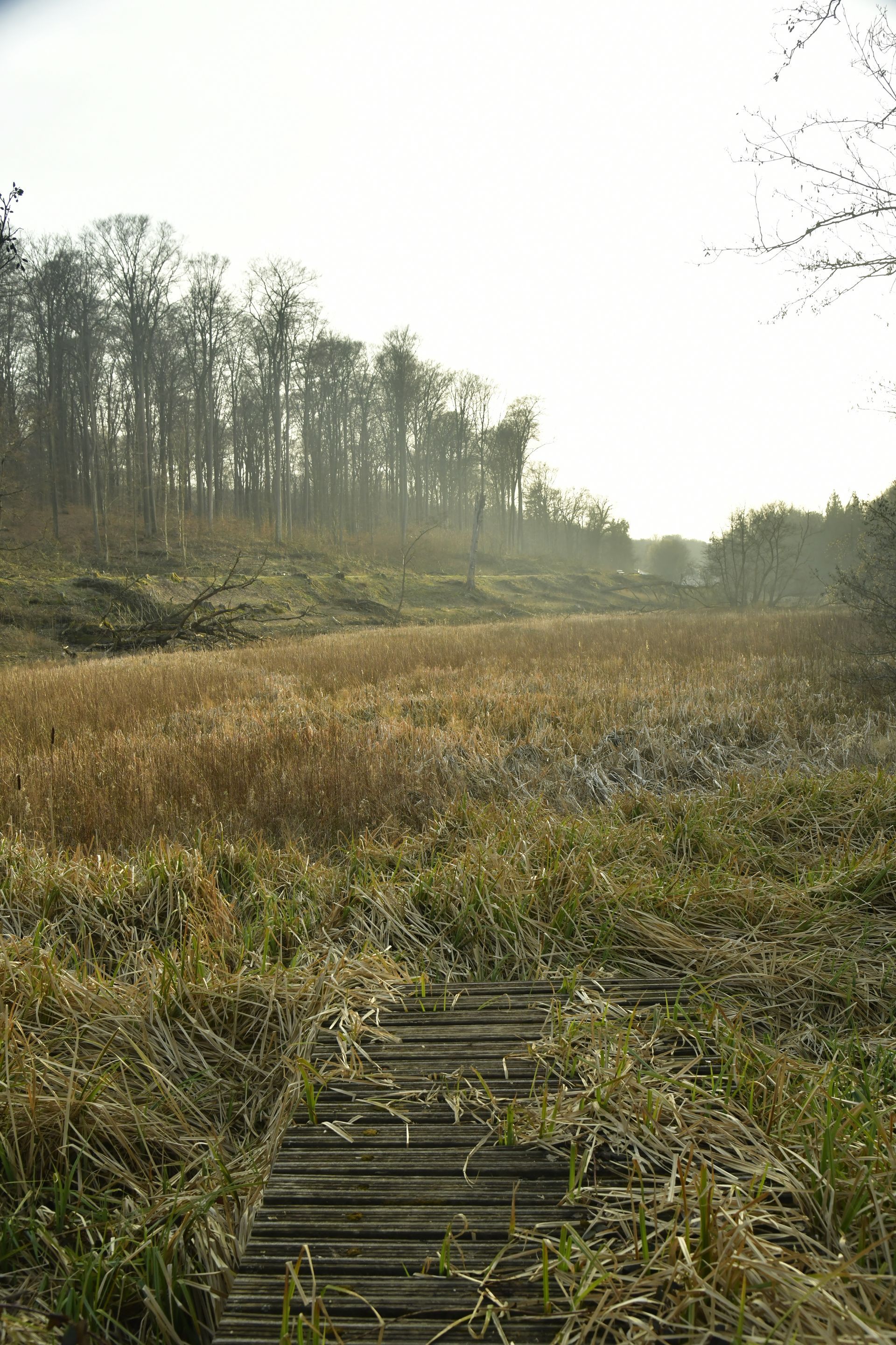 Passerelle en bois traversant un marais herbeux, menant vers une rangée d'arbres par une journée ensoleillée.