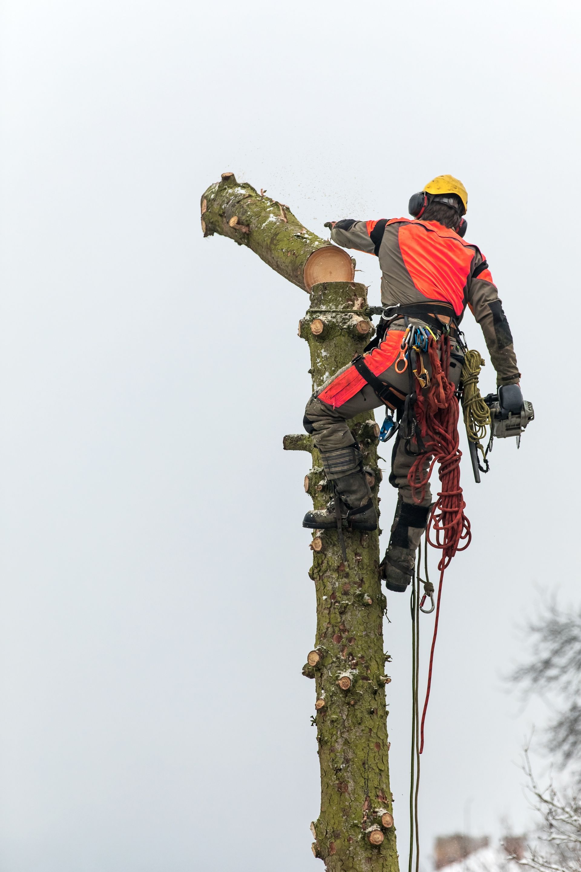 Un arboriste coupe une branche en hauteur dans un arbre, portant un équipement de sécurité sous un ciel nuageux.
