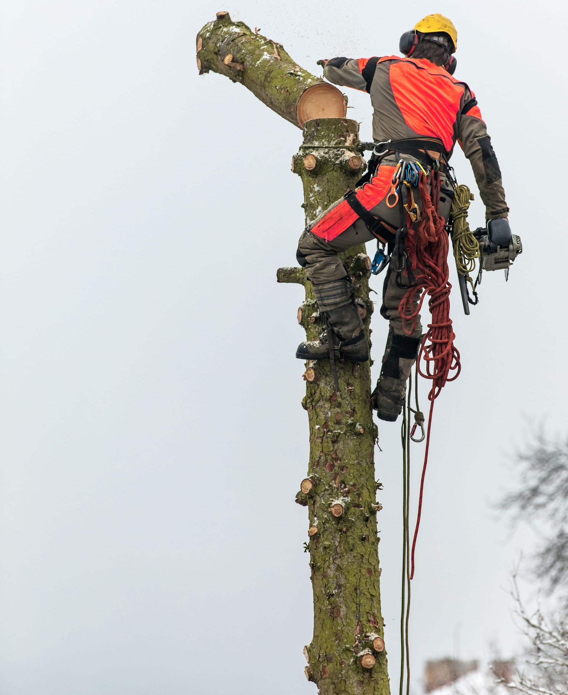 Un élagueur, équipé de vêtements de sécurité, utilise une tronçonneuse pour couper une branche d'un grand arbre par temps couvert.