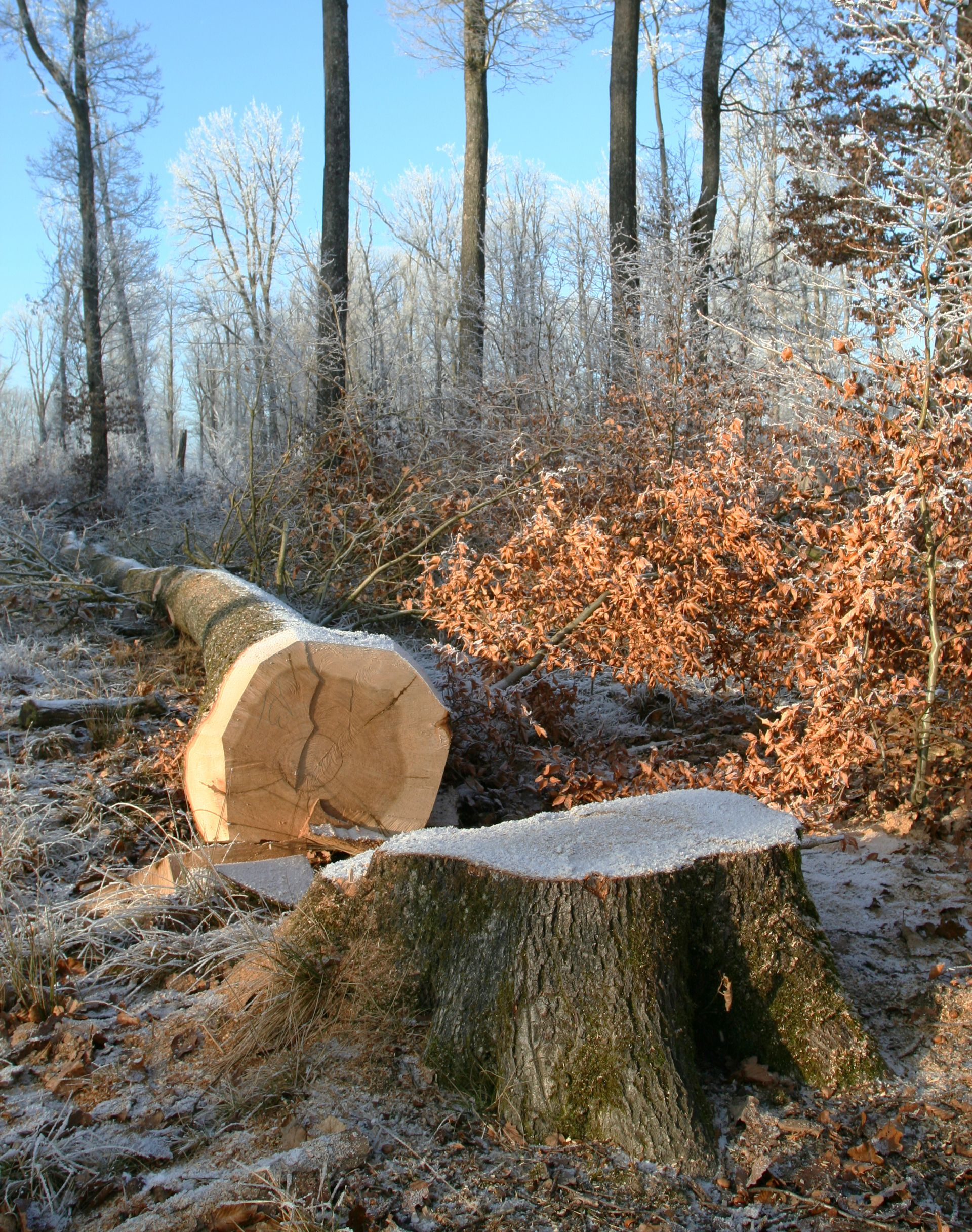 Arbre abattu et souche dans une forêt hivernale au sol et aux arbres recouverts de gel.