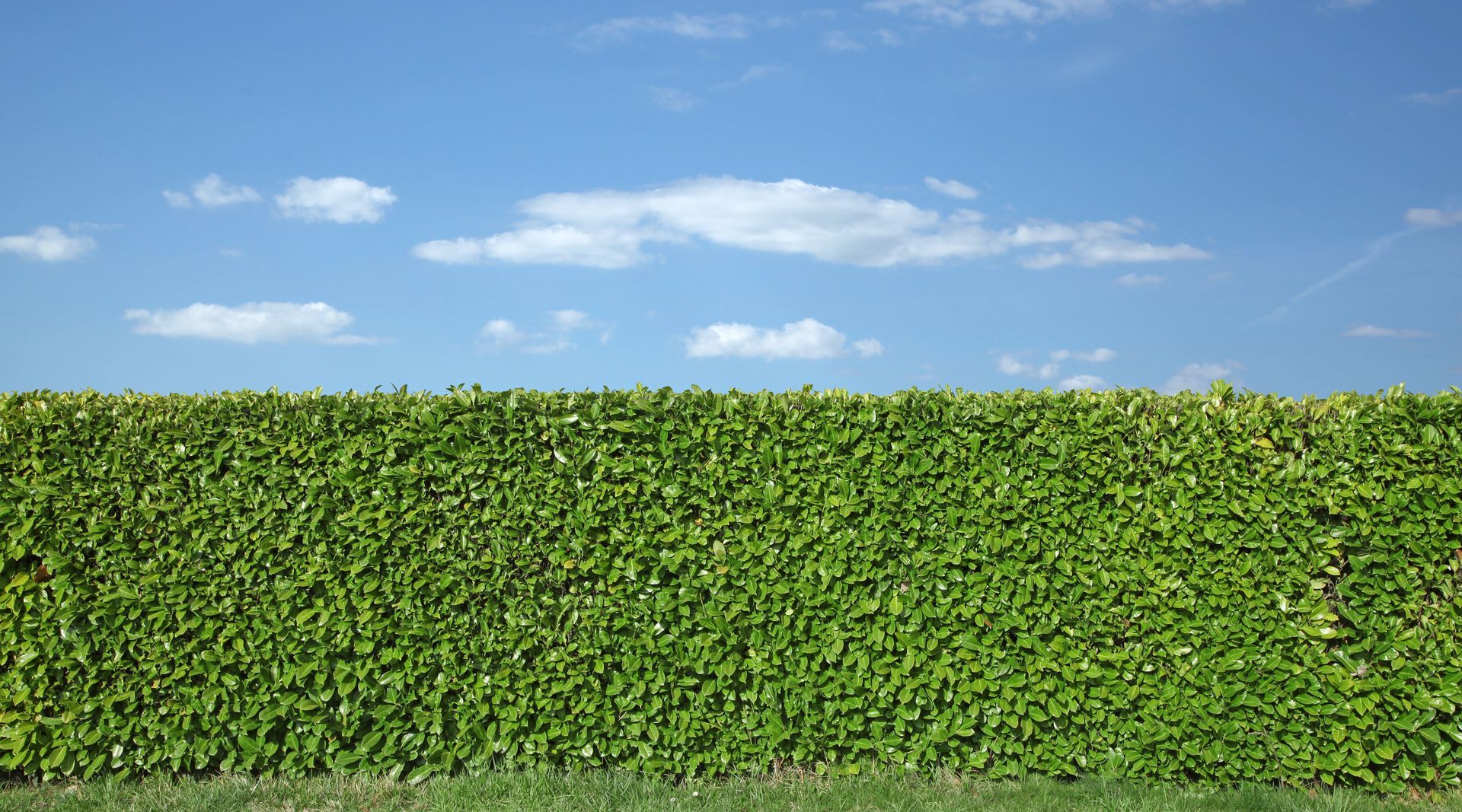 Une haie verte se détachant sur un ciel bleu parsemé de nuages épars.
